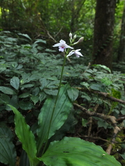 Calanthe masuca