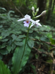 Calanthe masuca
