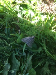 Phryganidia californica