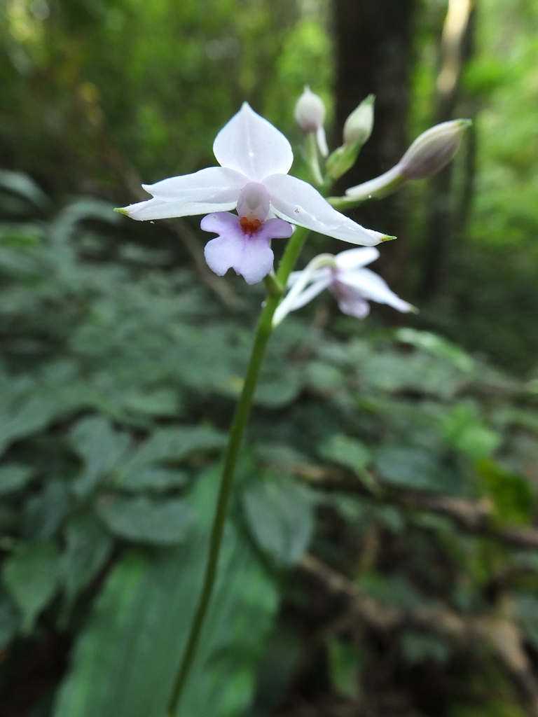 Calanthe masuca
