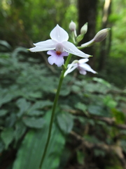 Calanthe masuca