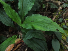 Calanthe masuca