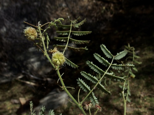 Image of Mimosa grahamii by (c) Sue Carnahan, some rights reserved (CC BY)