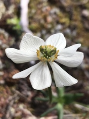 Anemonastrum