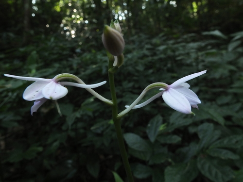 Image of Calanthe masuca by (c) Siddarth Machado, some rights reserved (CC BY)