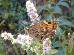 Hipparchia aristaeus