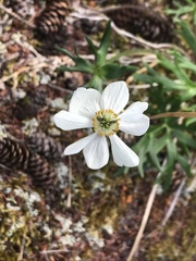 Anemonastrum
