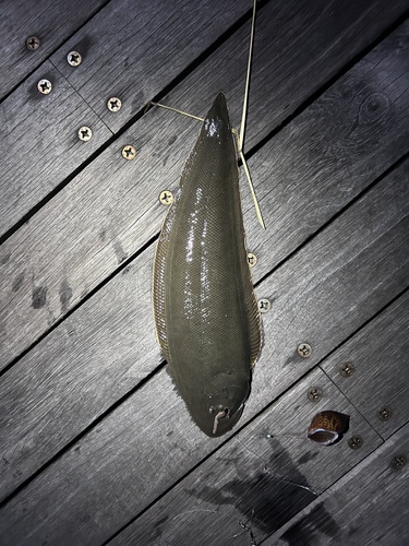 Japanse tongschar (Paraplagusia japonica) — Cynoglossidae — 3