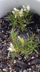 Eremogoneae