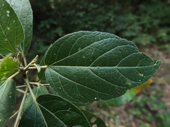 Croton laccifer