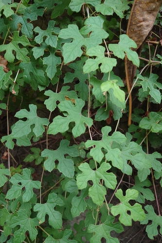 Image of Vitis thunbergii by (c) 如此甚好, some rights reserved (CC BY)