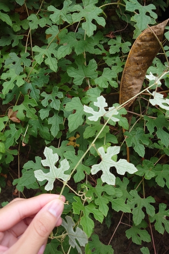Image of Vitis thunbergii by (c) 如此甚好, some rights reserved (CC BY)