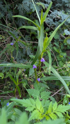Creeping cradle plant (Cyanotis axillaris)
