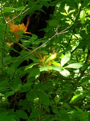 Rhododendron calendulaceum