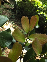 Cryptocarya wightiana