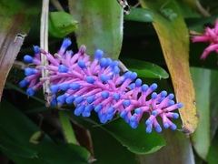 Aechmea gamosepala