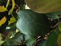 Cryptocarya wightiana