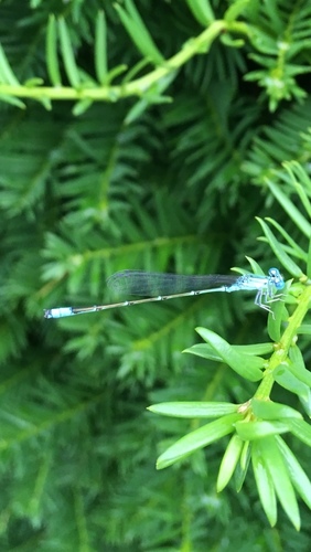 Slender Bluet photographed in Indiana