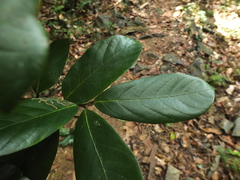 Cryptocarya wightiana