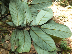 Cryptocarya wightiana