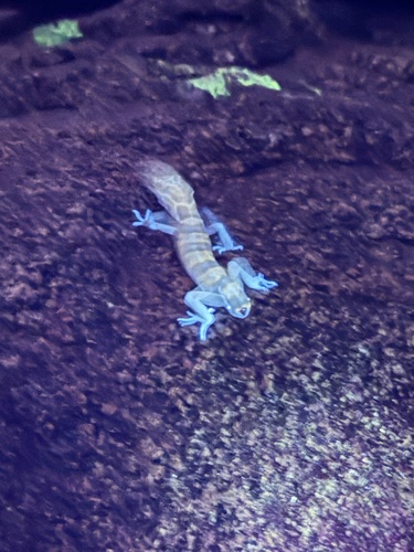 iNaturalist observation photo of Western Banded Gecko
