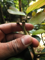 Cryptocarya wightiana