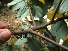 Cryptocarya wightiana