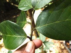 Cryptocarya wightiana