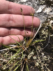 Carex umbellata