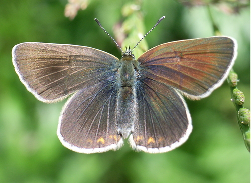 Geranium Argus