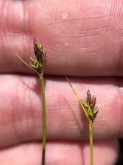 Carex umbellata