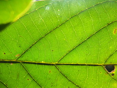 Cryptocarya wightiana
