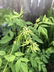 Aruncus dioicus