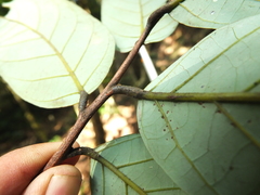 Cryptocarya wightiana