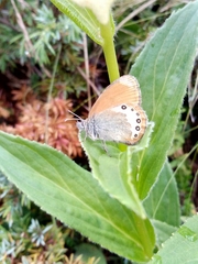 Coenonympha gardetta