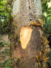 Cryptocarya wightiana