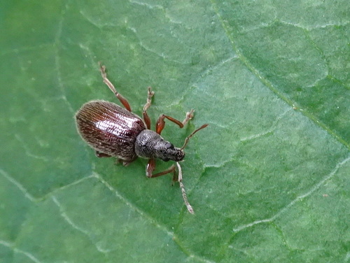 Brown Leaf Weevil photo 4