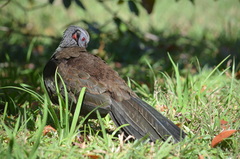 Penelope superciliaris