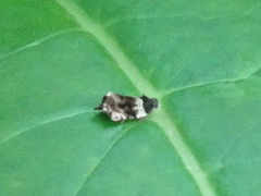 Olethreutes fasciatana