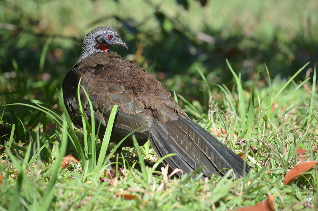 Rusty-margined Guan