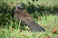 Penelope superciliaris