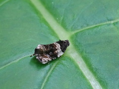 Olethreutes fasciatana