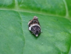 Olethreutes fasciatana