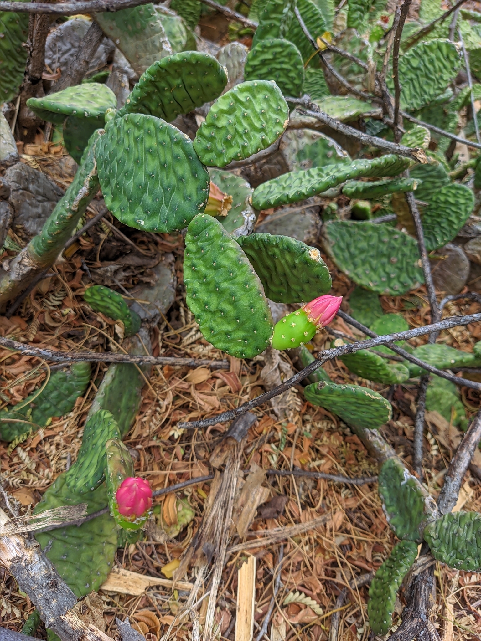 Tacinga inamoena