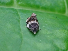 Olethreutes fasciatana