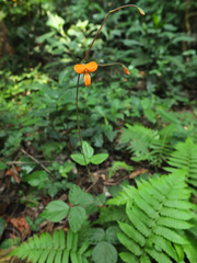 Hylodesmum repandum