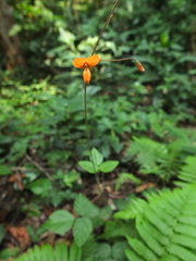 Hylodesmum repandum