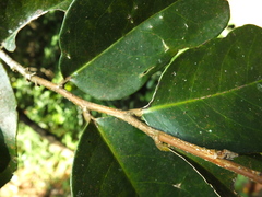 Drypetes oblongifolia