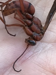 Tachypompilus ferrugineus