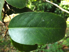 Drypetes oblongifolia